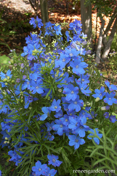 Heirloom Blue Mirror