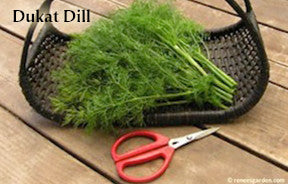 The Container Herb Garden