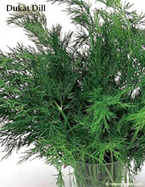 The Container Herb Garden