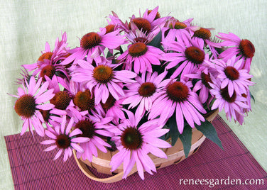 Starlight Echinacea