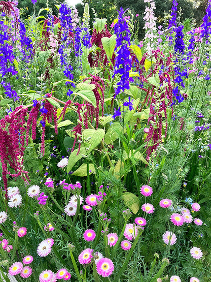Everlasting Beauty Mix