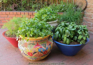 The Container Herb Garden