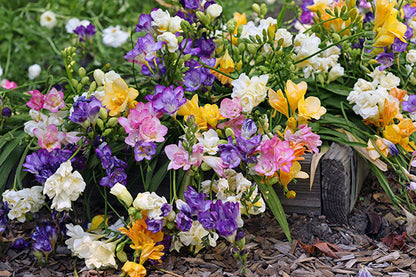 Freesia Watercolor Mixed Doubles