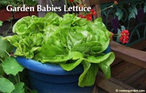 The Container Kitchen Garden