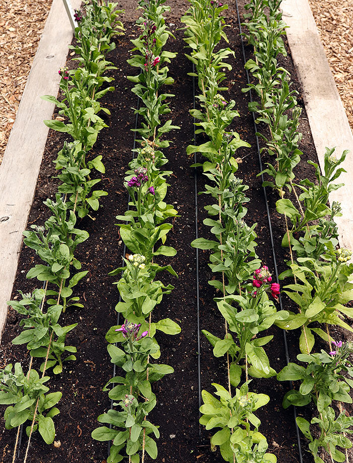 The Best Drip Irrigation Kit For Garden Beds