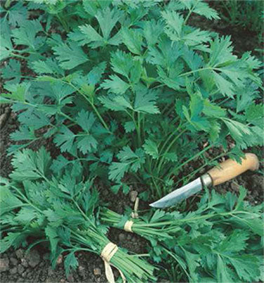 Italian 'Gigante' Parsley