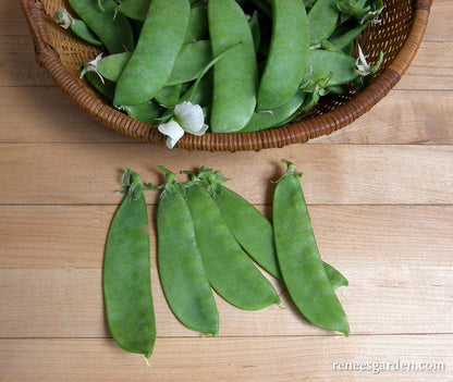 Oregon Sugar Pod II