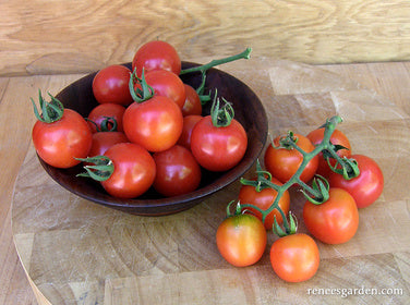 Chadwick's Cherries