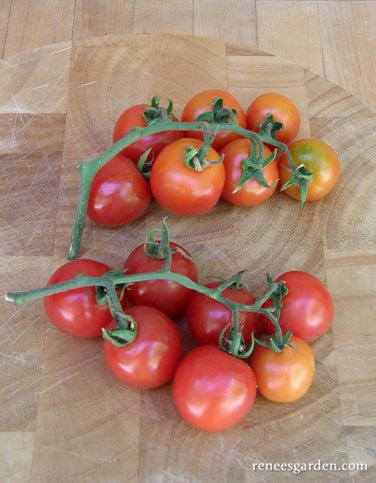 Chadwick's Cherries