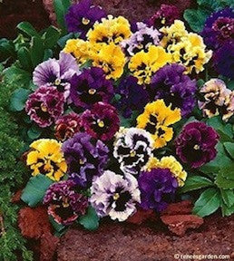 Victorian Posy