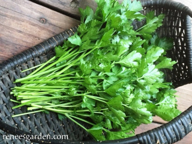 Italian 'Gigante' Parsley