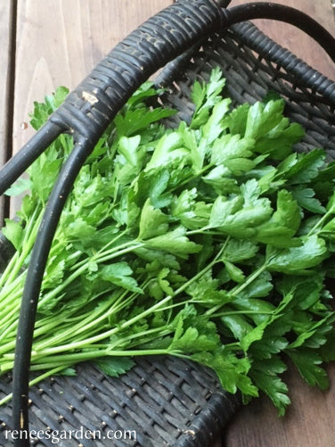 Italian 'Gigante' Parsley