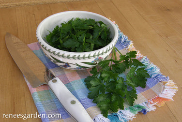 Italian 'Gigante' Parsley