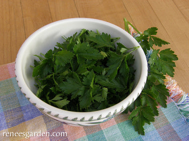 Italian 'Gigante' Parsley
