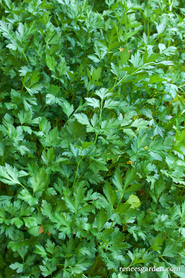 Italian 'Gigante' Parsley