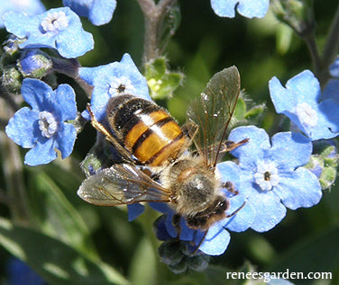 Flower Power For Nature's Pollinators