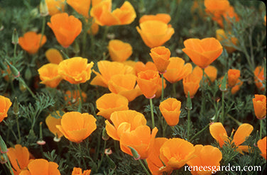 California Native Orange Poppies