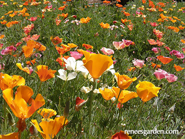 A Rainbow of California Poppies