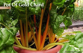 The Container Kitchen Garden