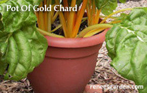 The Container Kitchen Garden