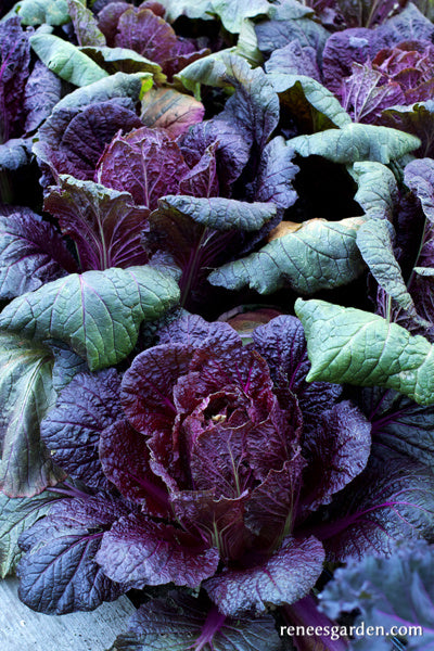 Purple Express