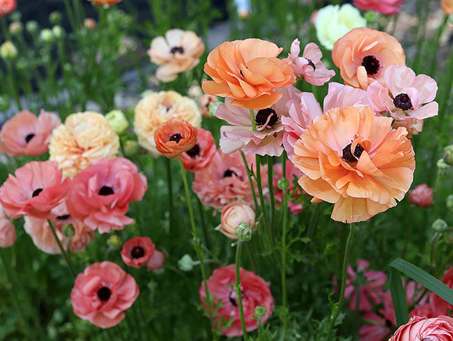 Apricot Shades