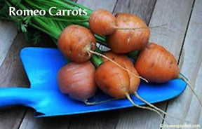 The Container Kitchen Garden