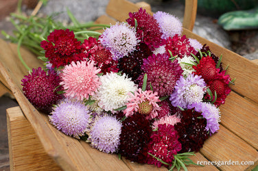 Grandmother's Pincushion