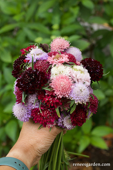 Grandmother's Pincushion