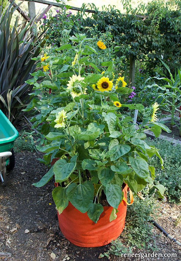 Smart Pots