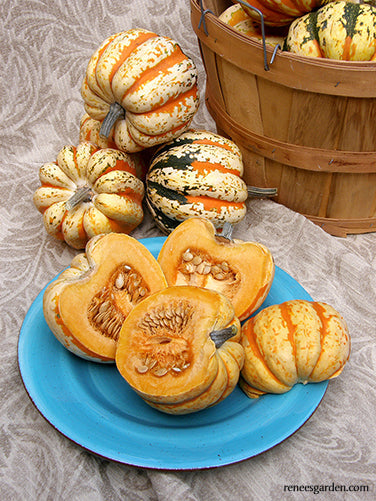Festival Acorn