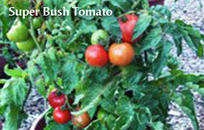 The Container Kitchen Garden
