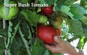 The Container Kitchen Garden