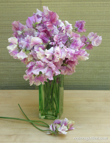 Sweet Pea Raspberry 'Raspberry Twirl' Fragrant Sweet Peas | Renee's Garden Seeds
