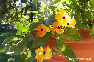 Black-Eyed Susan Vine
