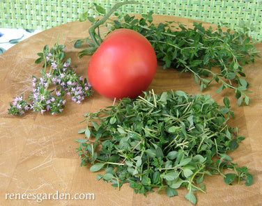 Creeping Thyme