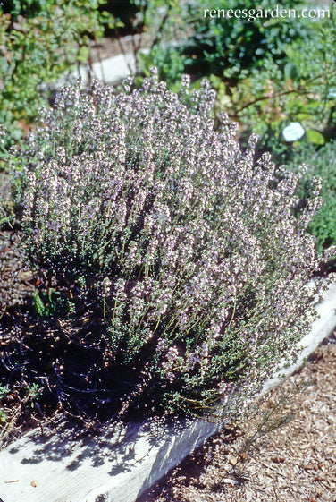 French Thyme