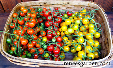Garden Candy