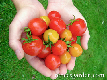 Garden Candy