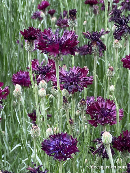 Velvet Dawn