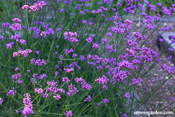 Vanity Verbena